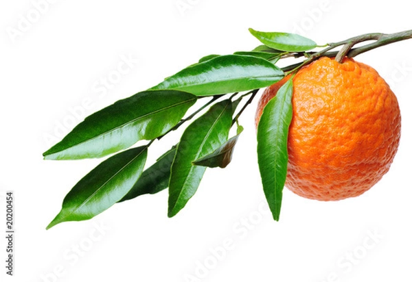 Fototapeta Orange Branch