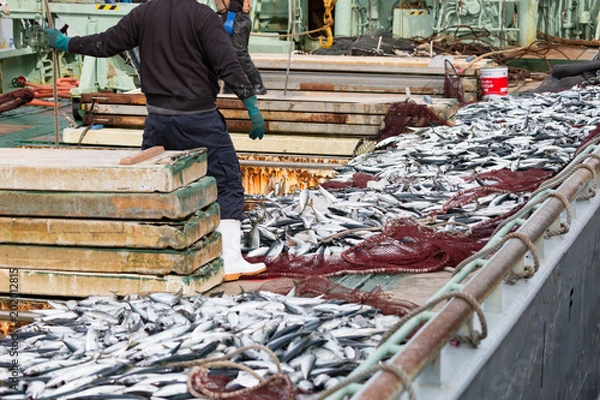 Obraz サバの水揚げ -境漁港-