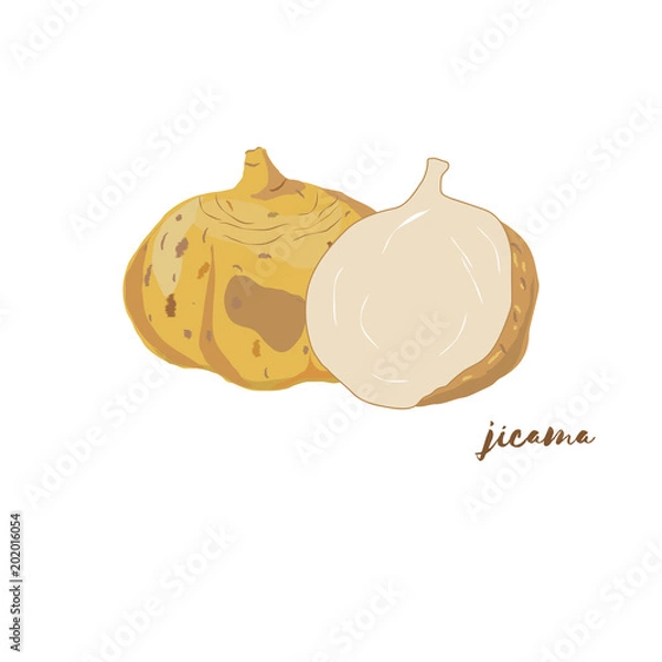 Obraz Jicama. Vector illustration. Flat design