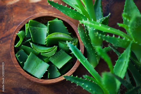 Obraz aloe vera