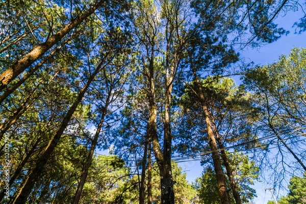 Fototapeta Pine forest nature background blue sky