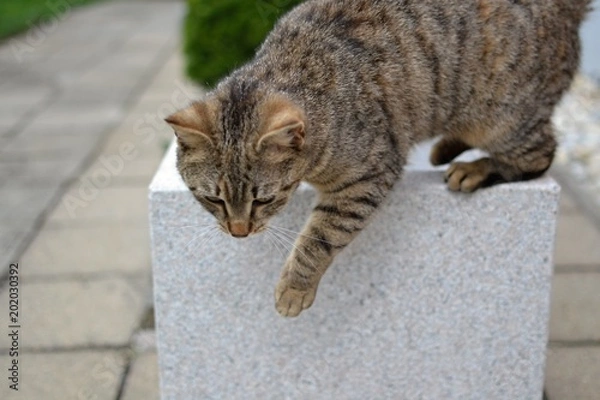 Fototapeta tabby kitten just about to jump from flower pot