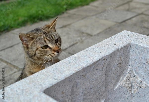 Fototapeta tabby kiten hiden behind flower pot and watching something interesting