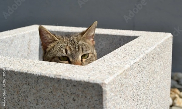 Fototapeta Scared tabby kitten hiden in flower pot