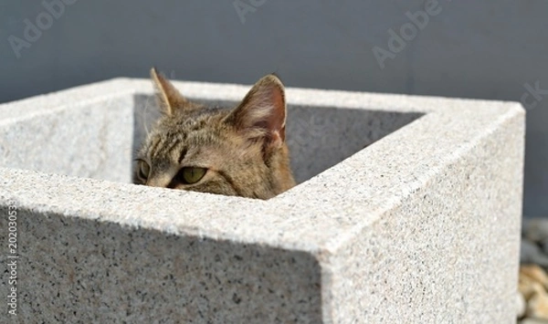 Fototapeta tabby kitten hiden in flower pot and watching something interesting
