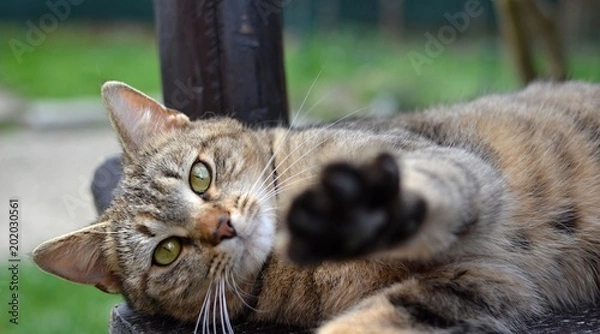 Fototapeta tabby kitten lying and resting on the bench in the garden