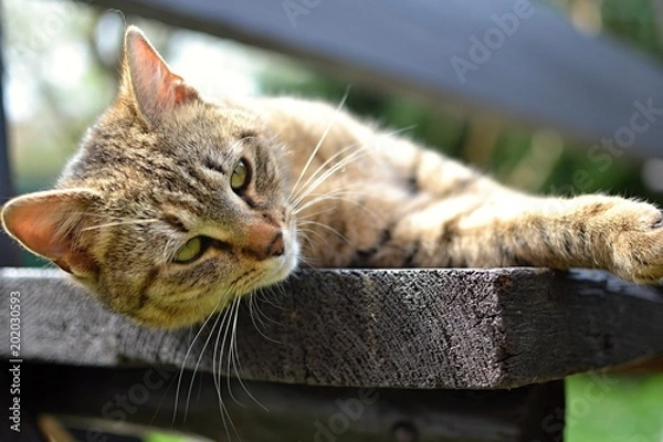 Fototapeta tabby kitten lying and resting on the bench