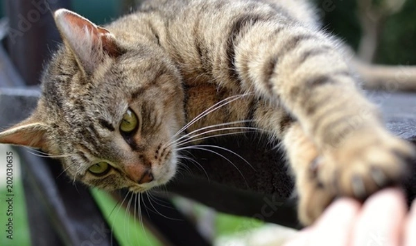 Fototapeta tabby kitten laying on the bench