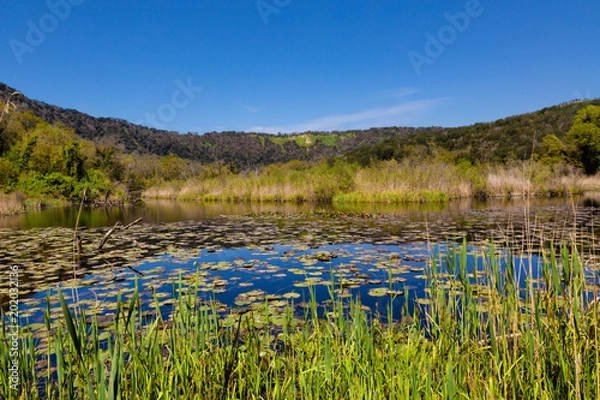Fototapeta Naples (Italy) - The Cratere degli Astroni Nature Reserve is one of the few well-preserved craters of the whole Phlegraean fields