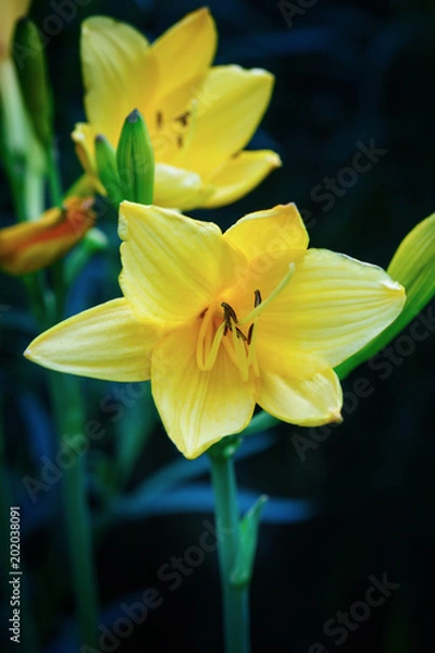 Obraz Yellow lily on a black background
