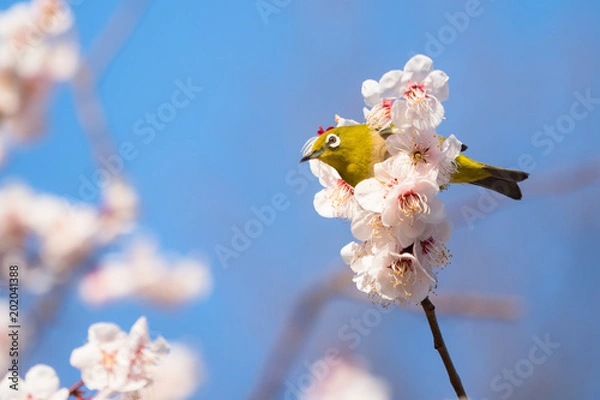Obraz 梅の木に留まるメジロ