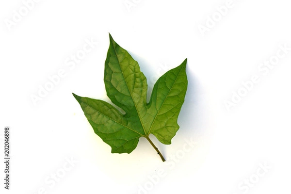 Fototapeta isolated gac fruit leaf