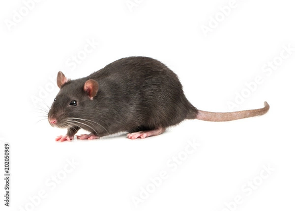 Fototapeta Grey rat isolate