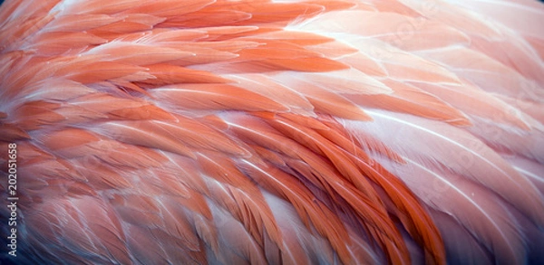 Obraz Zamknij się widok różowych piór Flamingo