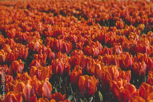 Fototapeta orange tulips field