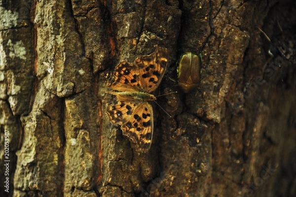 Obraz 昆虫酒場　昆虫　樹液