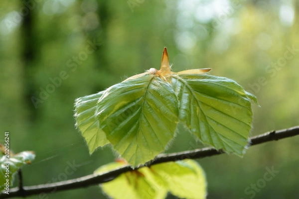 Obraz Buche junge Blätter frisches Grün