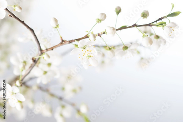 Fototapeta Spring cherry blossom.Abstract background