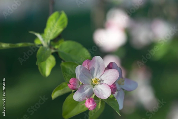Fototapeta apple flowers on branch macro