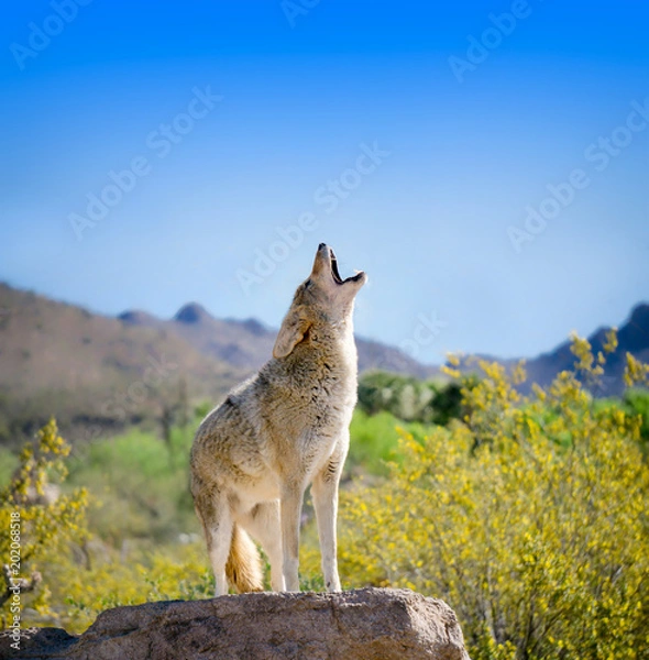 Fototapeta Howling Coyote with Yellow Brittle bush Flowers