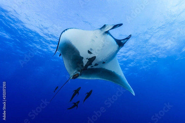 Obraz Teufelsrochen (Manta birostris)