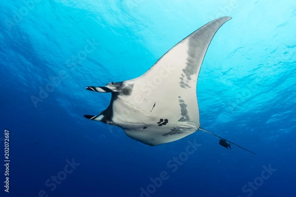 Fototapeta Teufelsrochen (Manta birostris)