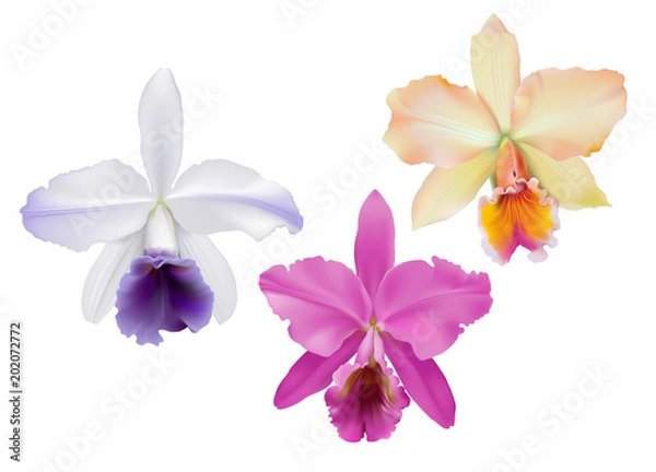 Fototapeta Storczyki Cattleya.
Ręcznie rysowane ilustracji wektorowych tropikalnych orchidei, na białym tle.