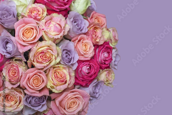 Fototapeta Bunch of multi-colored roses over lilac, purple. Selective focus with sample text