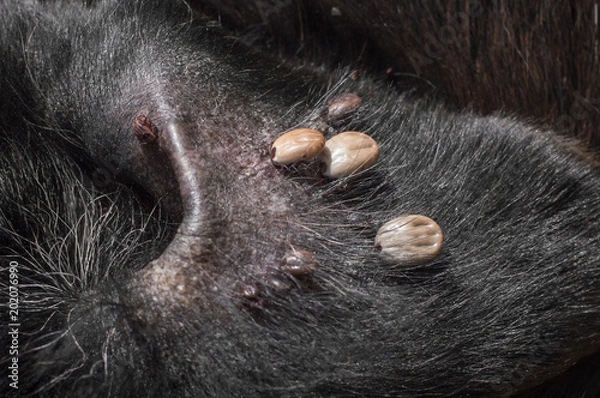 Obraz roztocza u psa w uchu. ścieśniać