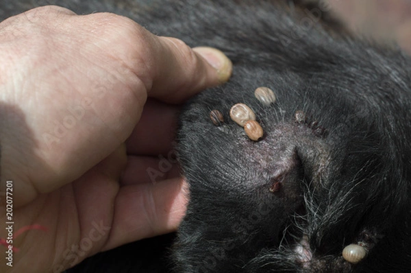 Obraz kleszcze u psa w uchu