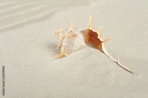 Fototapeta cockleshell on sand