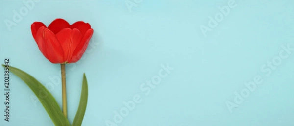 Fototapeta stock-photo-spring-flowers-background-red-tulips