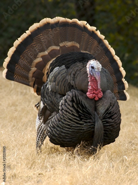 Fototapeta gobbler wobble