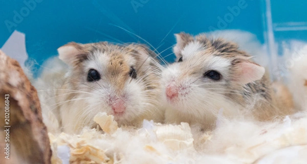 Obraz Roborovski hamster