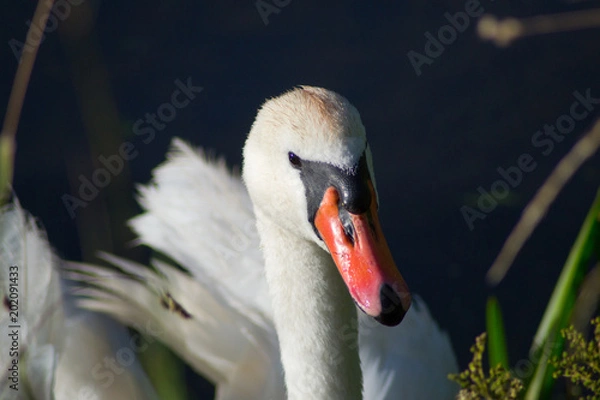 Fototapeta Swan