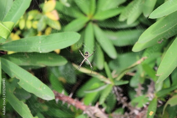 Obraz Spider in nature