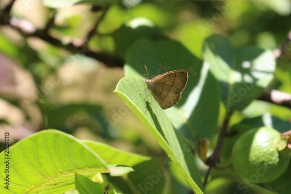 Obraz Butterfly macro