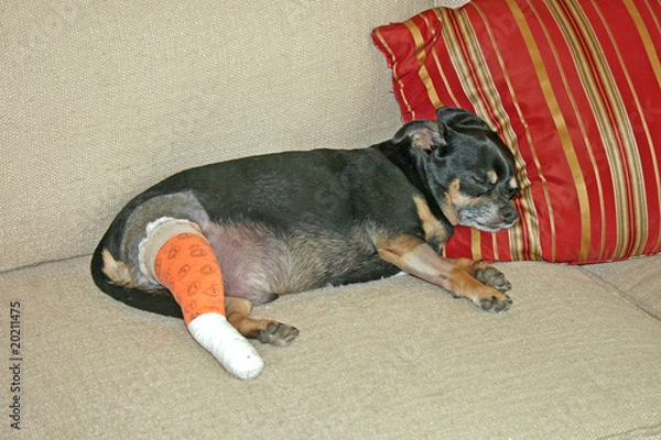 Obraz Injured Dog
