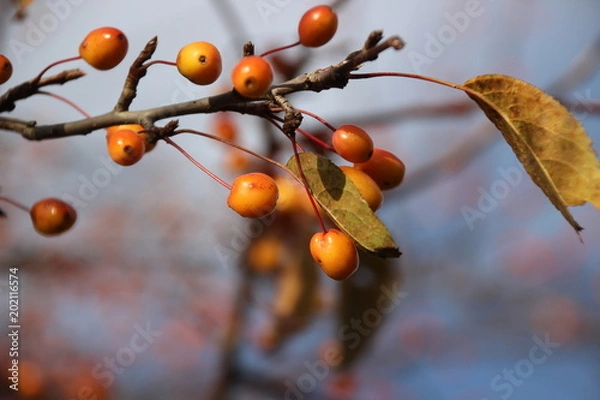 Obraz Tree Leaves and Berries