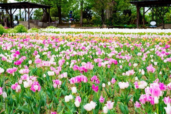 Fototapeta ハーブ庭園旅日記　チューリップ畑