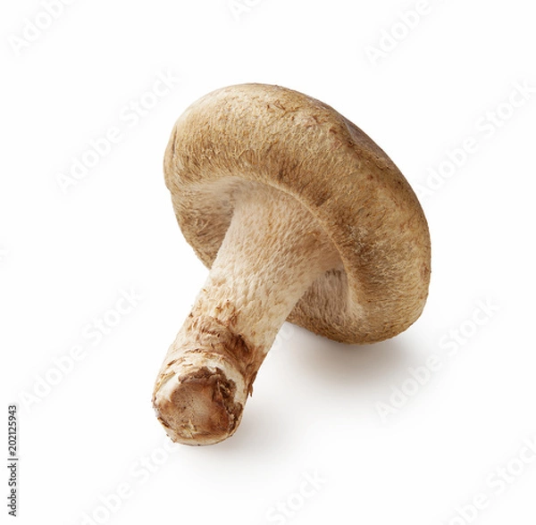 Fototapeta Shiitake mushroom on the White background