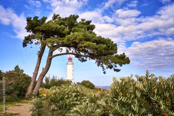 Fototapeta Baum am Leuchtturm  auf der Insel Hiddensee