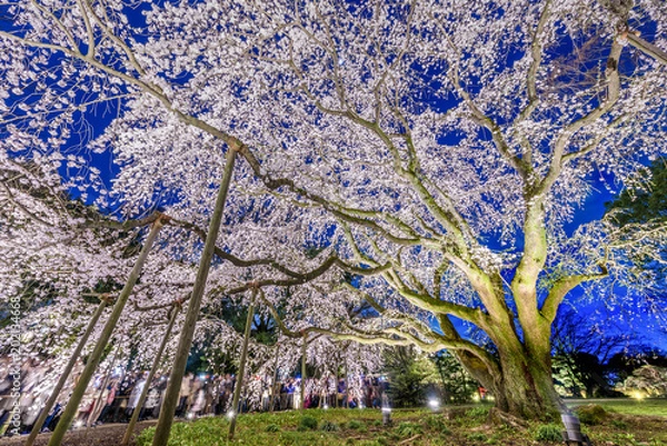 Obraz 六義園の夜桜