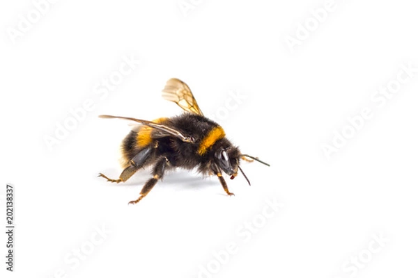 Obraz Makro wydawnictwem Bumblebee (Bombus)