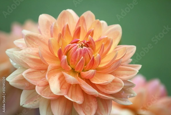 Obraz Closeup of a pastel colored dahlia flower 
