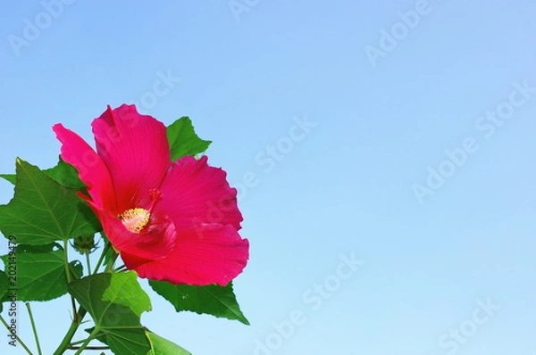 Obraz 青空と芙蓉の花