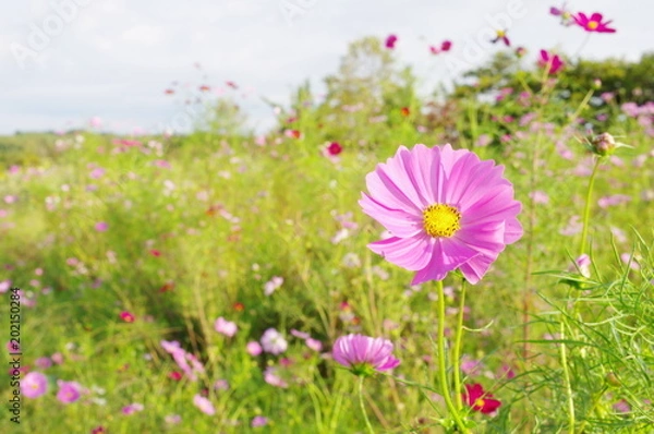 Fototapeta 草原のコスモス