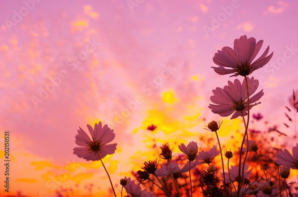 Obraz 夕空とコスモス