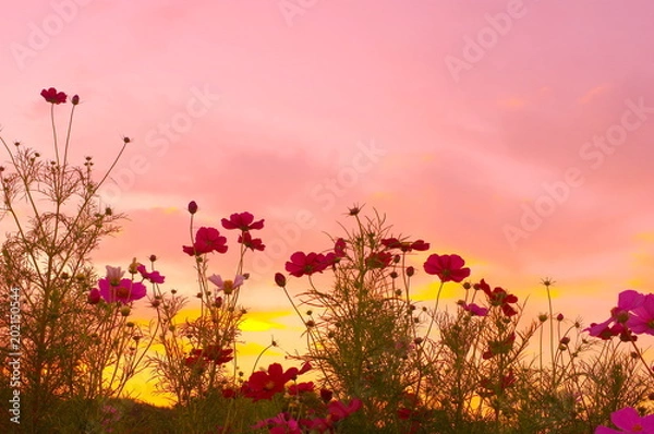 Obraz コスモス畑の夕焼け