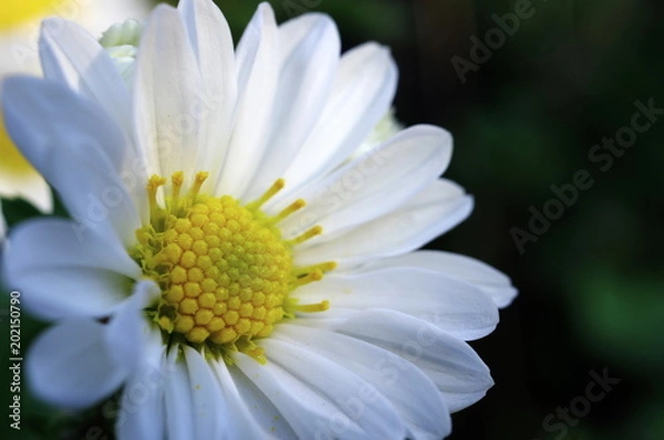 Obraz 白い小菊（クローズアップ）